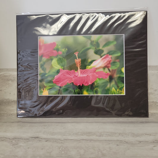 8x 10 Matted Print