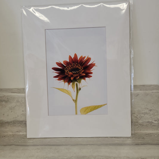 8x10 Matted Print