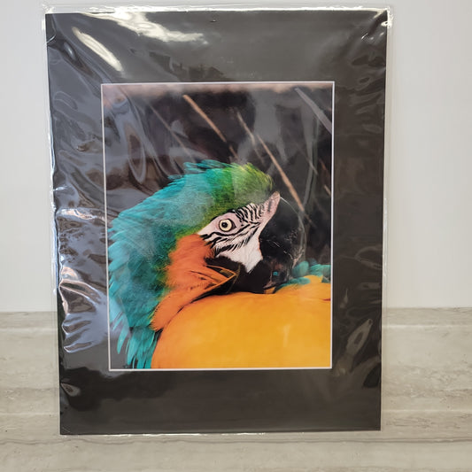 11x14 Matted Print