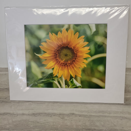 11x14 Matted Print