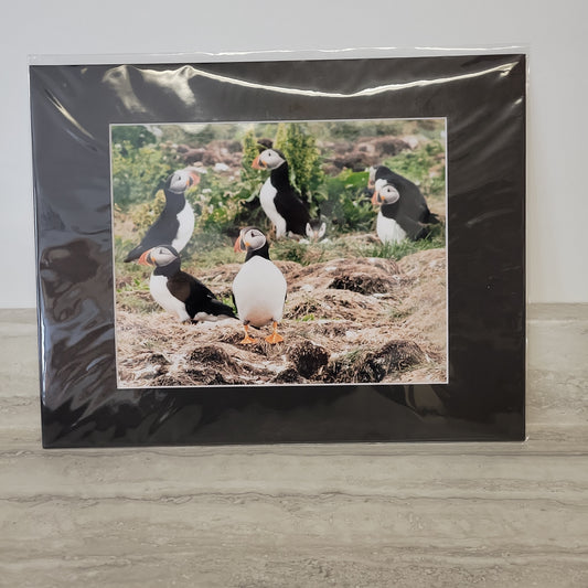 11x14 Matted Print