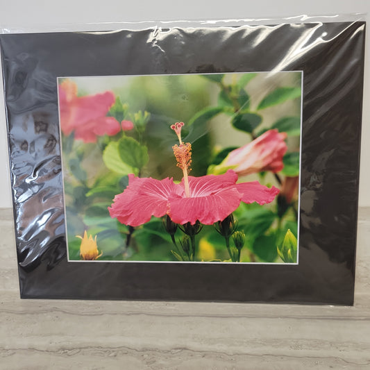 11x 14 Matted Print