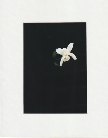Matted Prints - 8x10