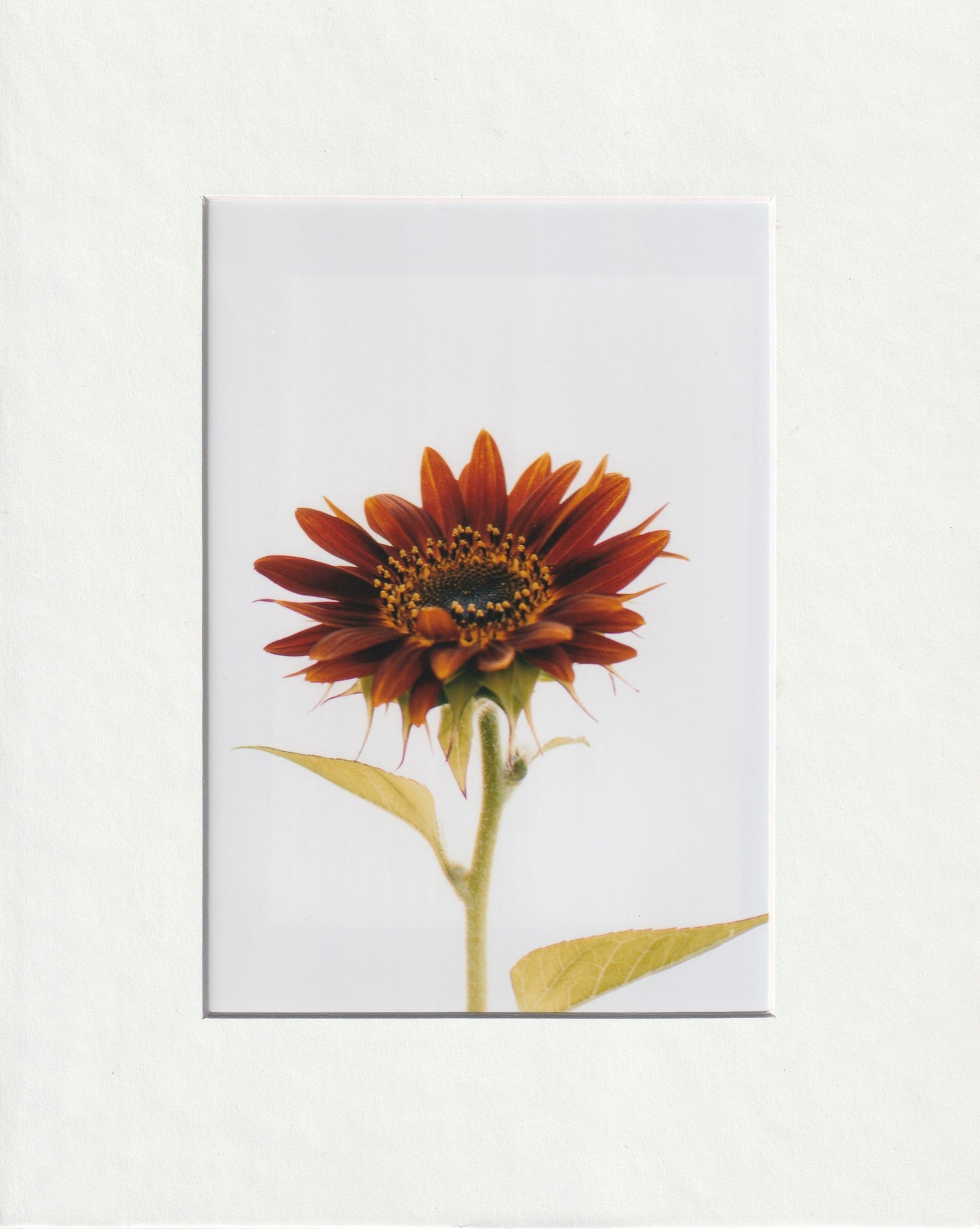 Matted Prints - 8x10