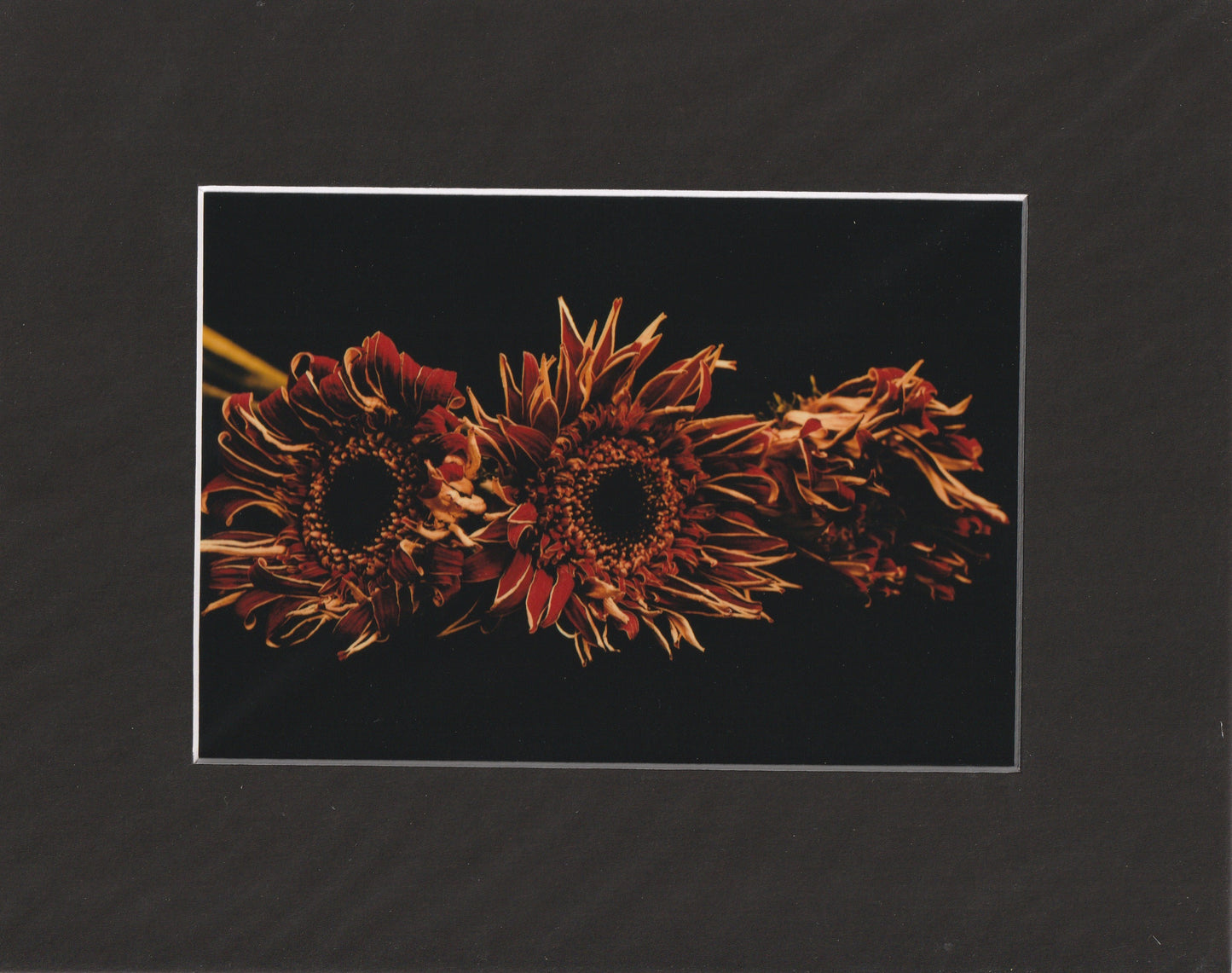 Matted Prints - 8x10