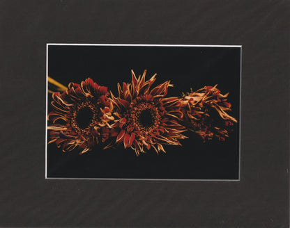 Matted Prints - 8x10