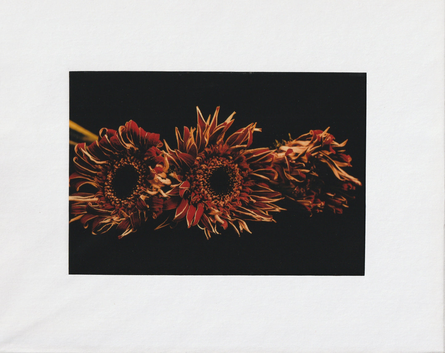 Matted Prints - 8x10