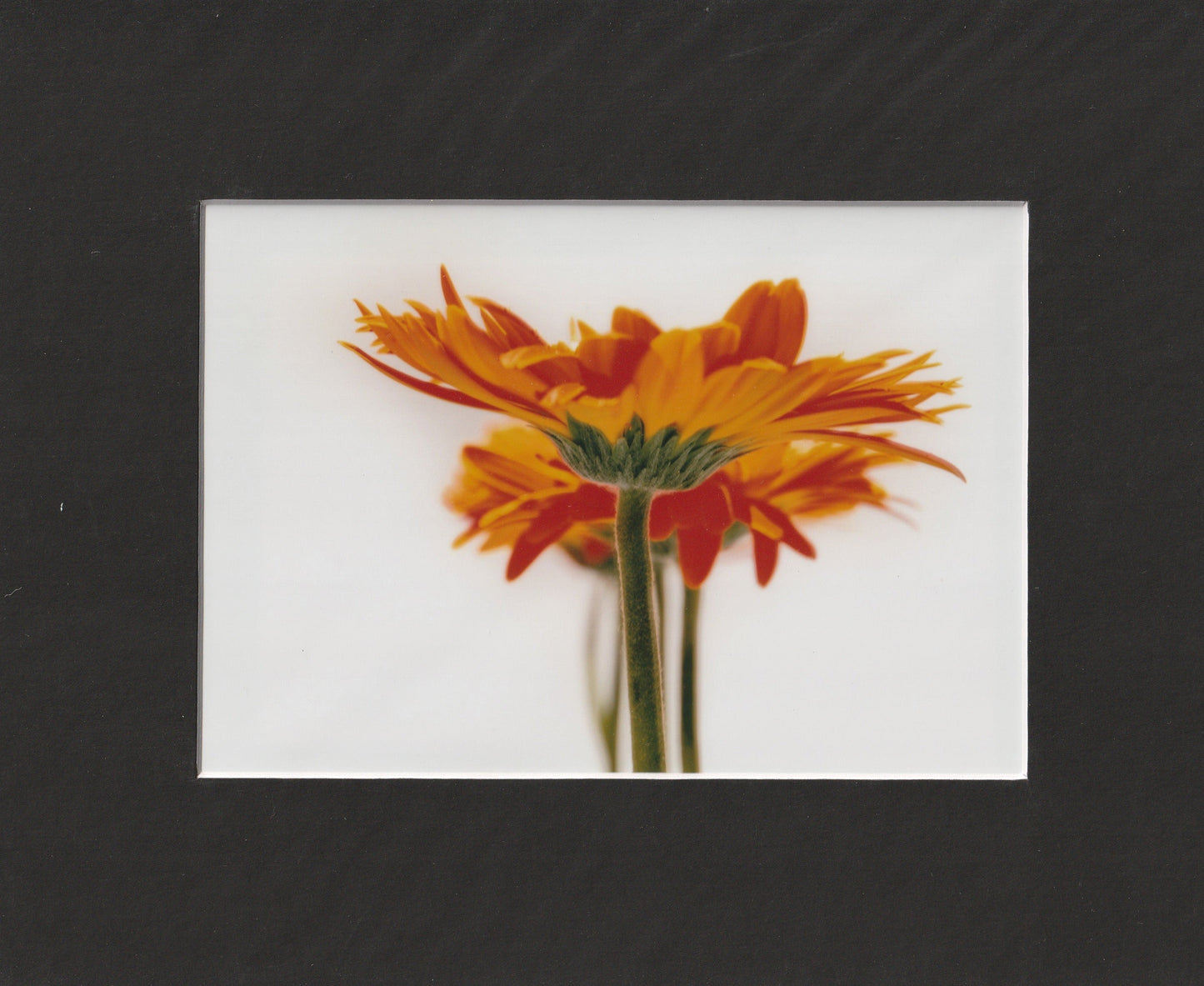 Matted Prints - 8x10