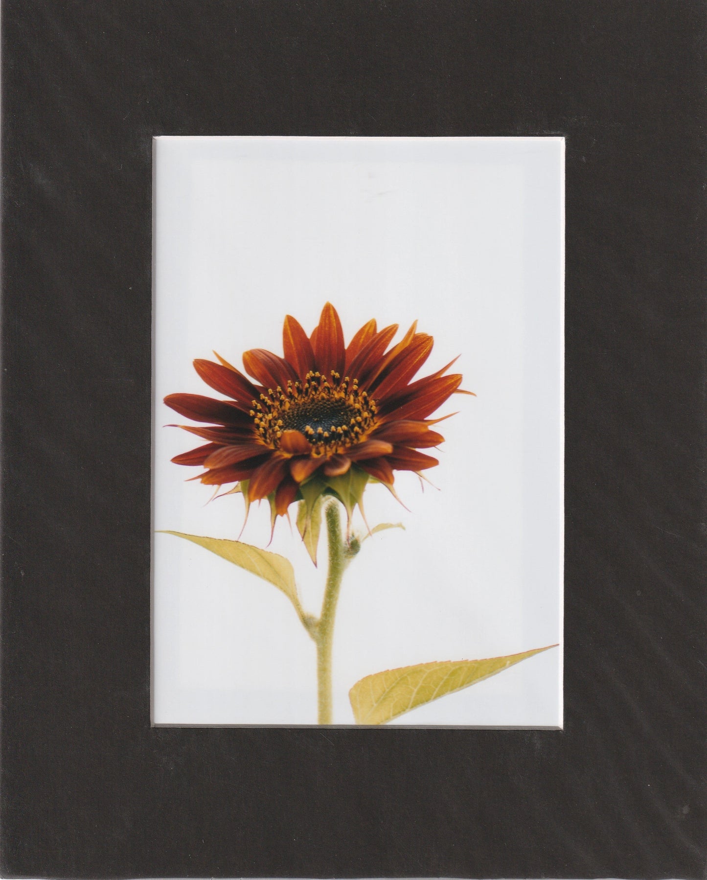 Matted Prints - 8x10