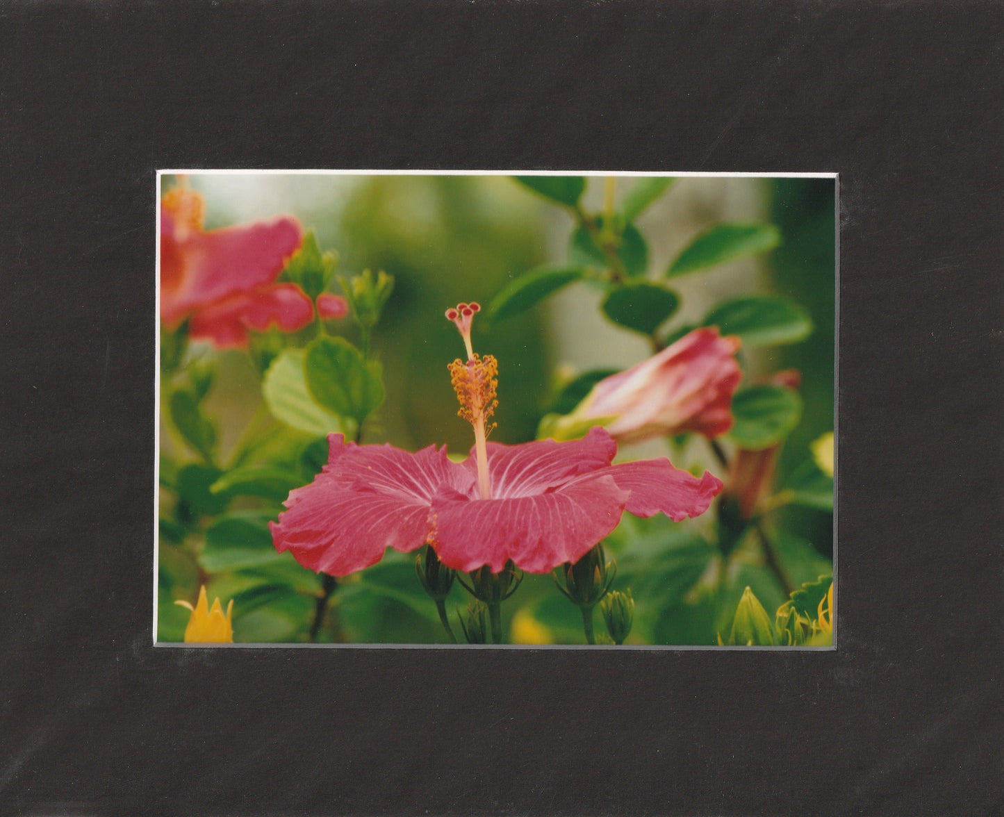 Matted Prints - 8x10
