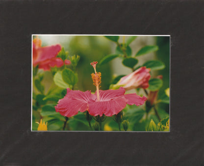 Matted Prints - 8x10