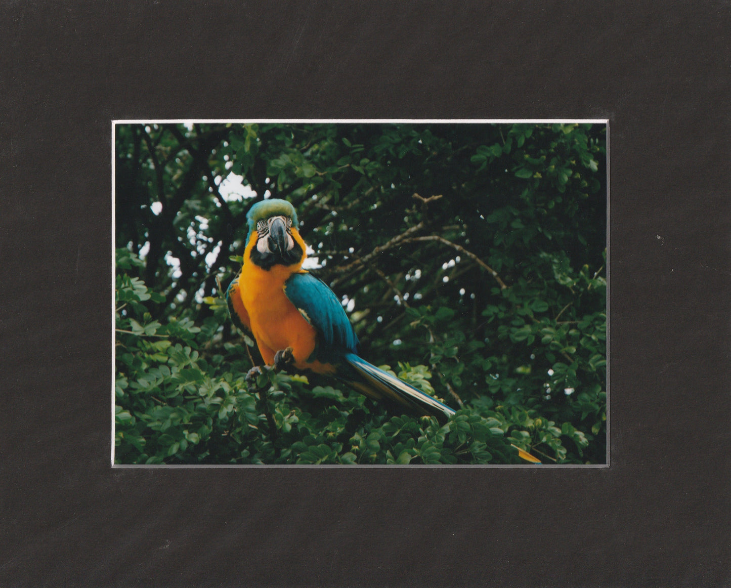 Matted Prints - 8x10