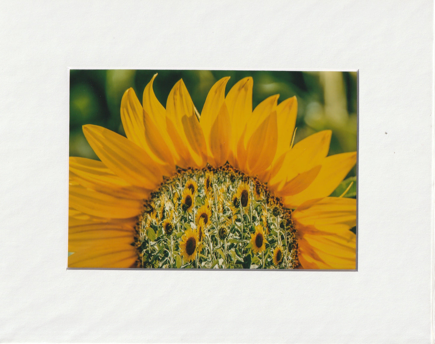 Matted Prints - 8x10