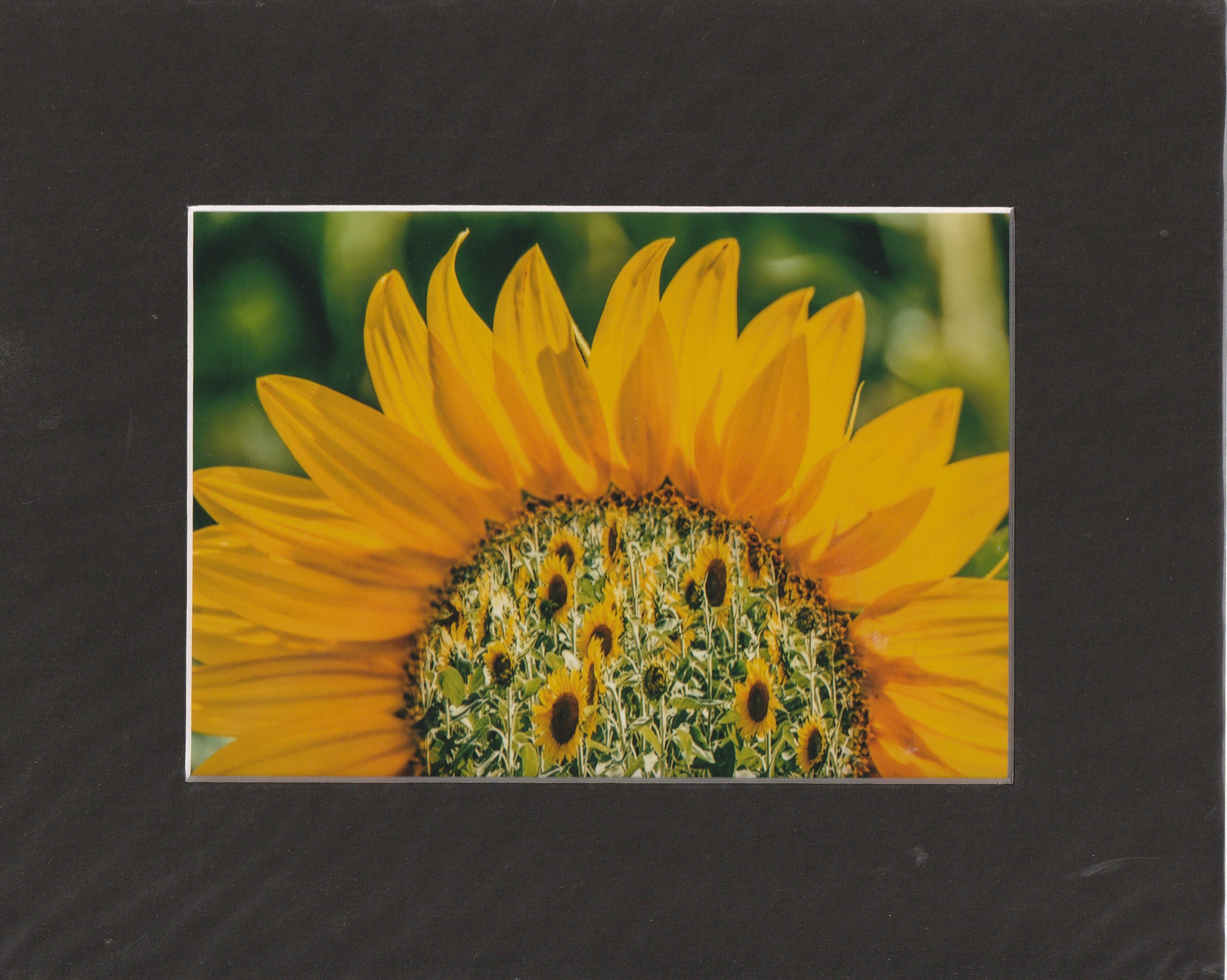Matted Prints - 8x10